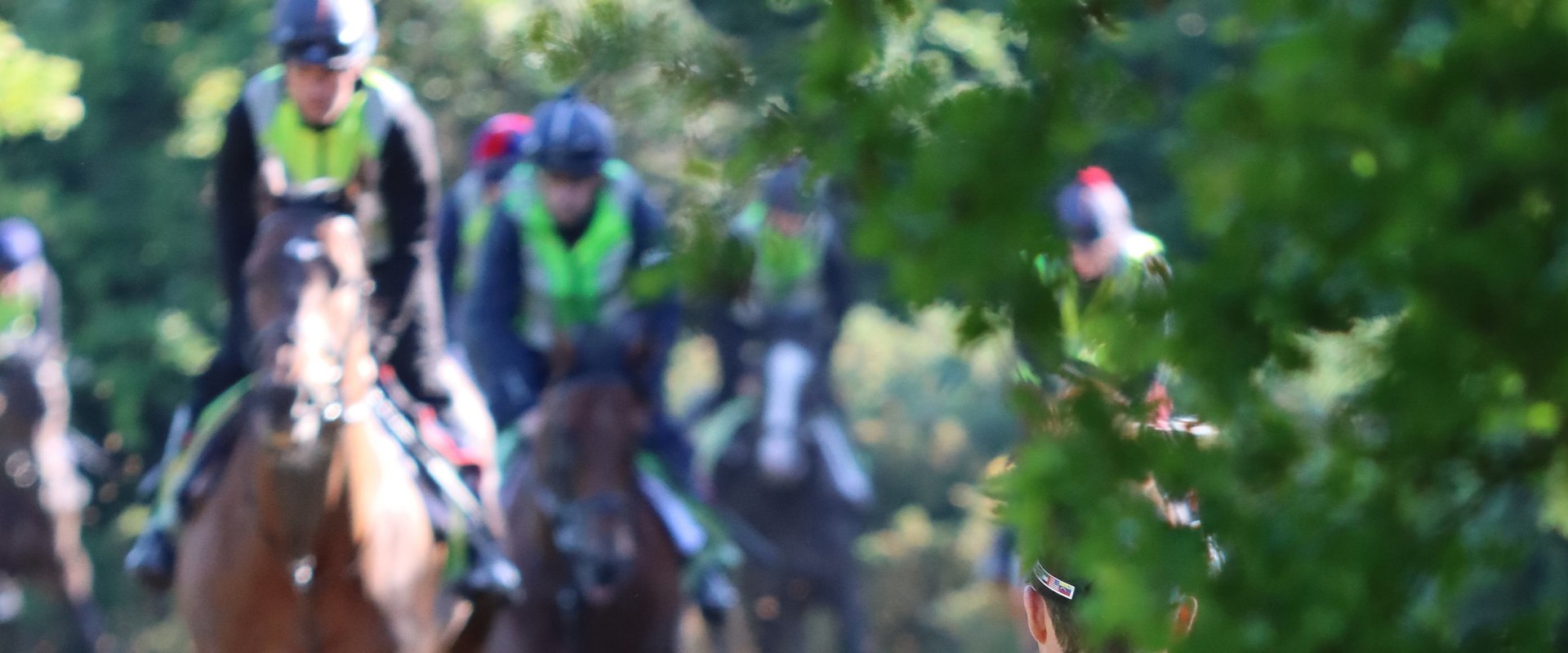 The Mental Attributes of Successful Racehorses