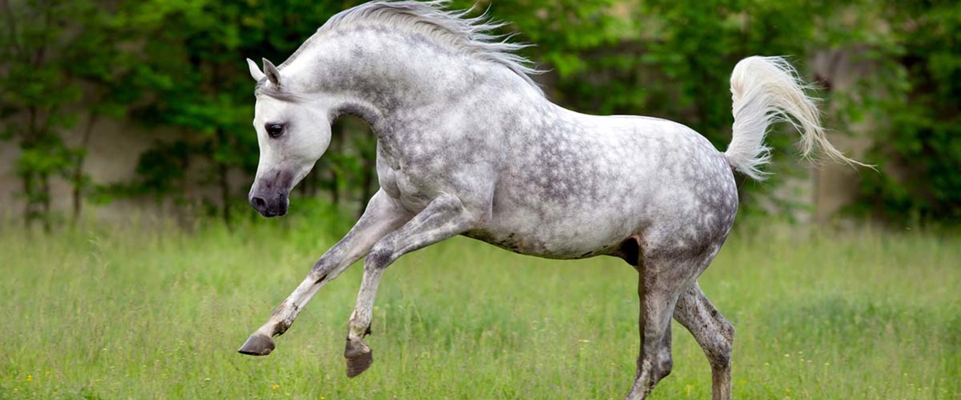 All About Arabian Horses: A Guide to the Popular Racehorse Breed