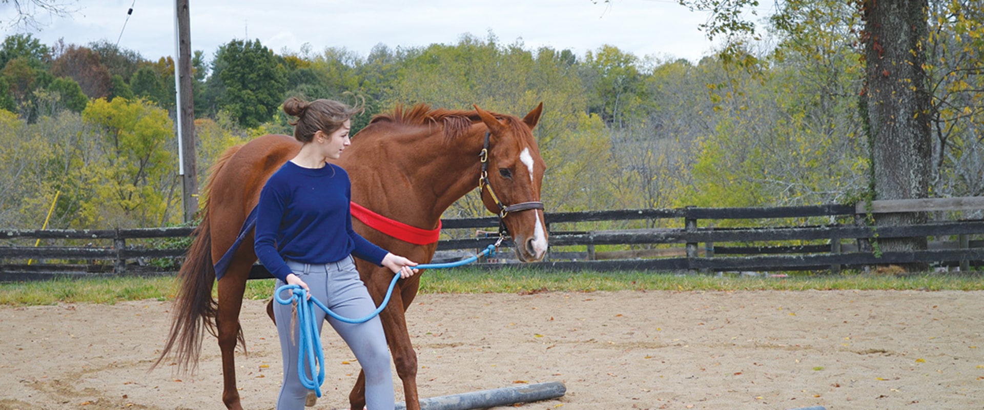 Innovative Training Techniques for Enhancing Your Horse Racing Experience