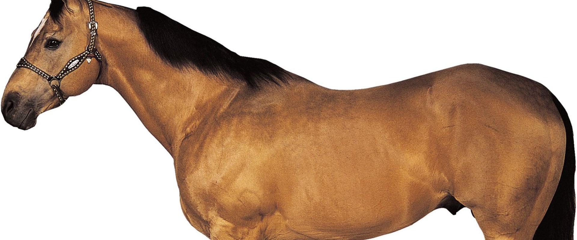 All You Need to Know About the Quarter Horse Breed