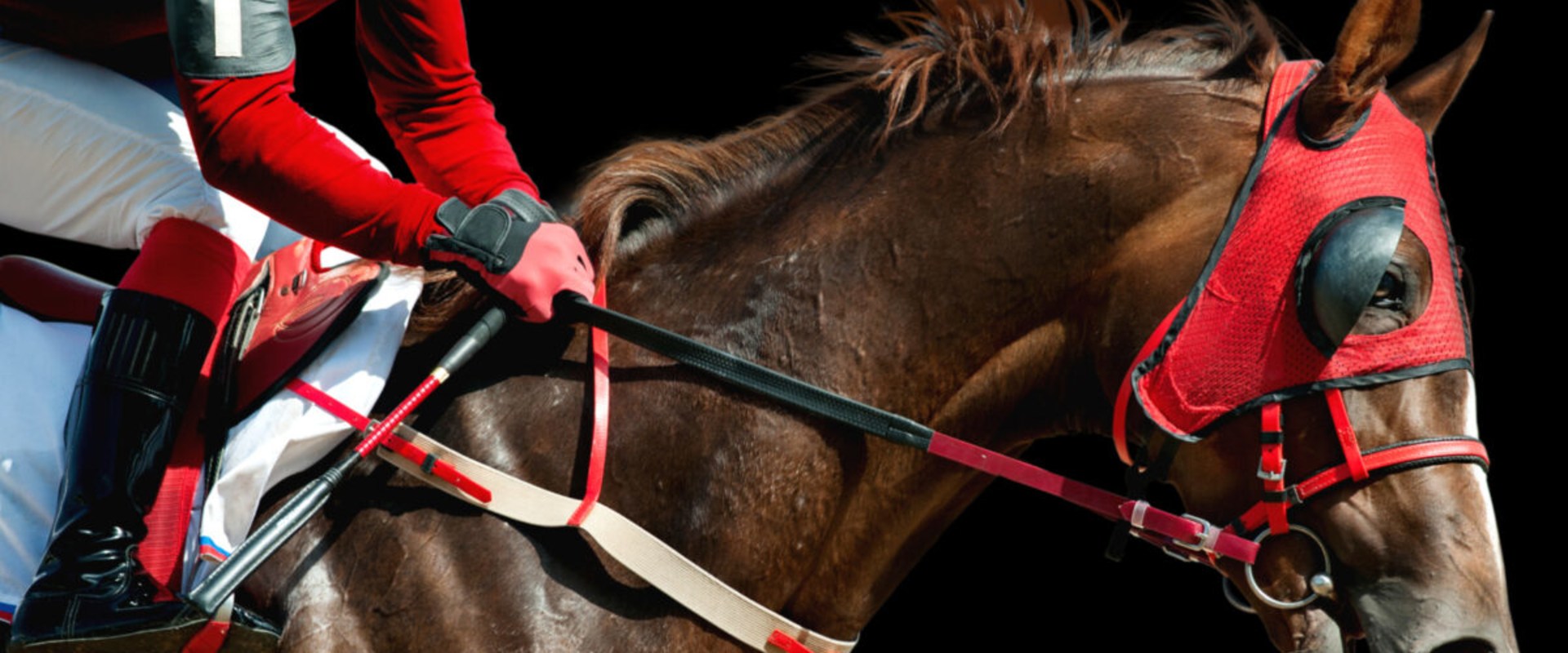 Exploring the Physical Attributes of Successful Racehorses