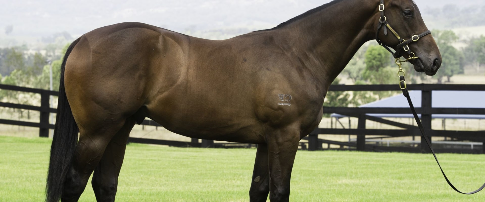 Thoroughbred: The Premier Racehorse Breed in Australia