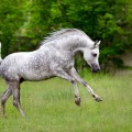 All About Arabian Horses: A Guide to the Popular Racehorse Breed