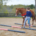 Innovative Training Techniques for Enhancing Your Horse Racing Experience