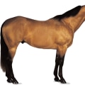 All You Need to Know About the Quarter Horse Breed