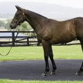 Thoroughbred: The Premier Racehorse Breed in Australia