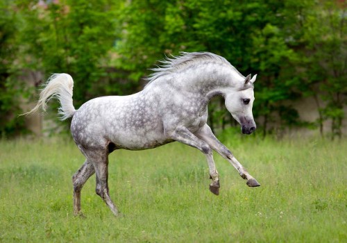 All About Arabian Horses: A Guide to the Popular Racehorse Breed