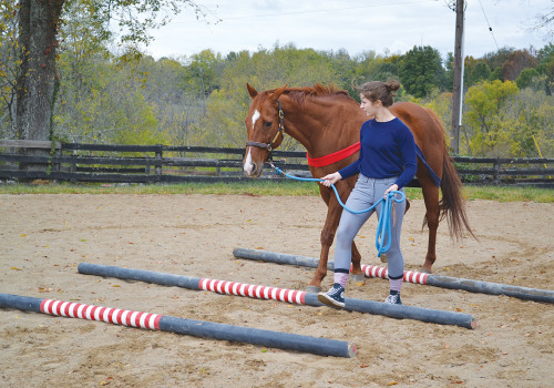 Innovative Training Techniques for Enhancing Your Horse Racing Experience