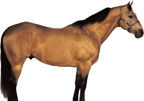 All You Need to Know About the Quarter Horse Breed