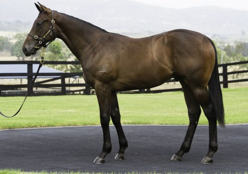 Thoroughbred: The Premier Racehorse Breed in Australia
